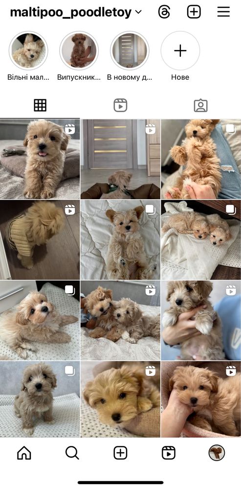 Дівчатка Maltipoo mini/micro