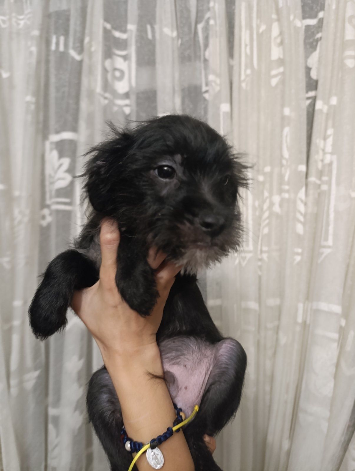 Віддаємо цуциків Хлопчиків