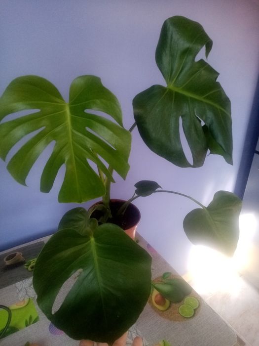 Монстера деликатесная