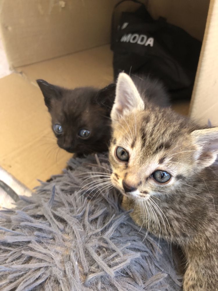 Gatinhos para adoção