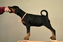 Doberman wystawowa suczka FCI