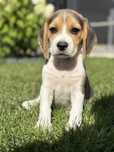 Szczeniaczki Rasy Beagle Szukaja domku