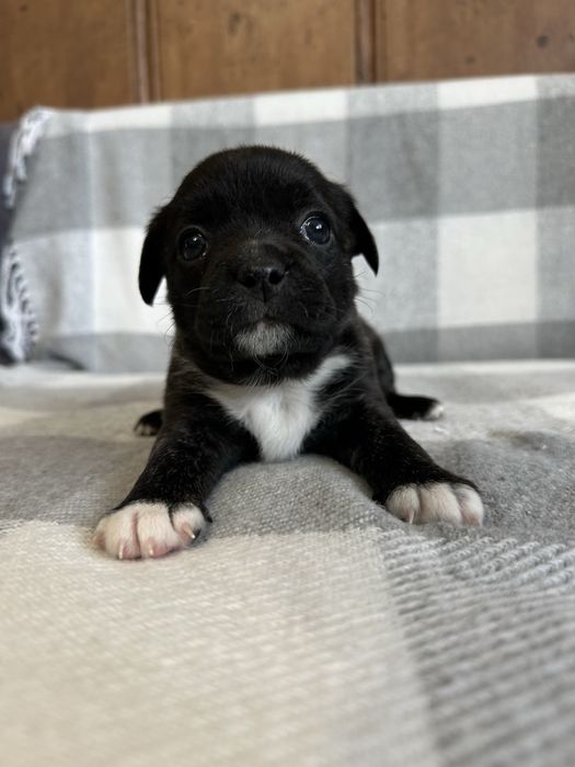 Віддаємо щенят у добрі руки, мама французький бульдог