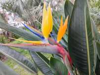 Estrelicias amarelas