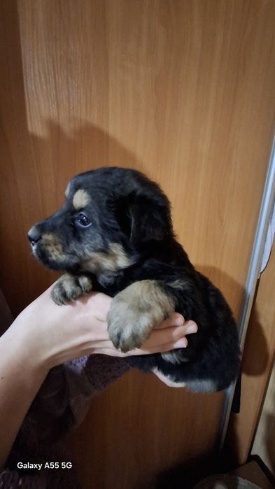 Отдам бесплатно  щенков овчарки