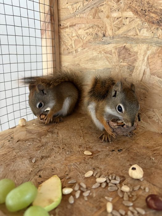 Wiewiorka Hudsona - dwa samce