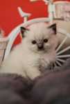 Kocurek rasy Ragdoll
