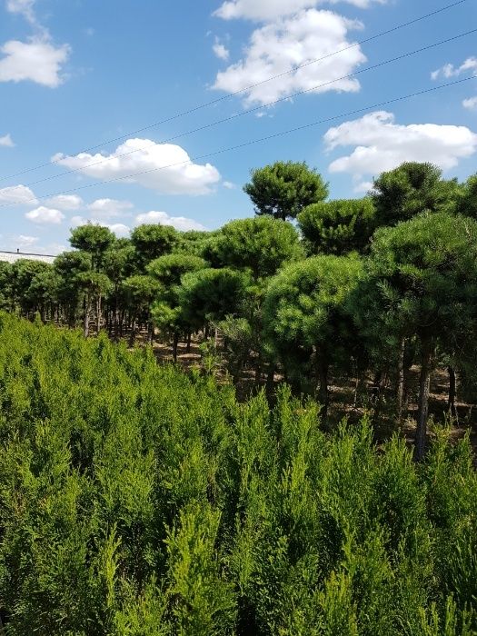 Sosna formowana; kula, w donicy, wys. 2- 2,5m, producent