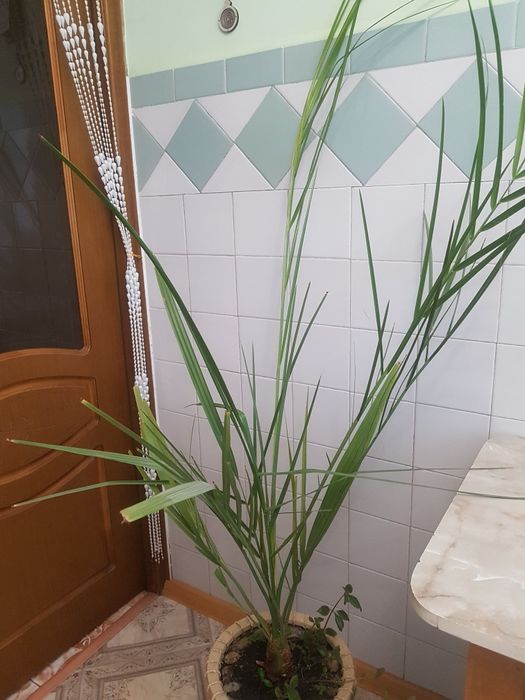 Фінікова пальма, 180 см