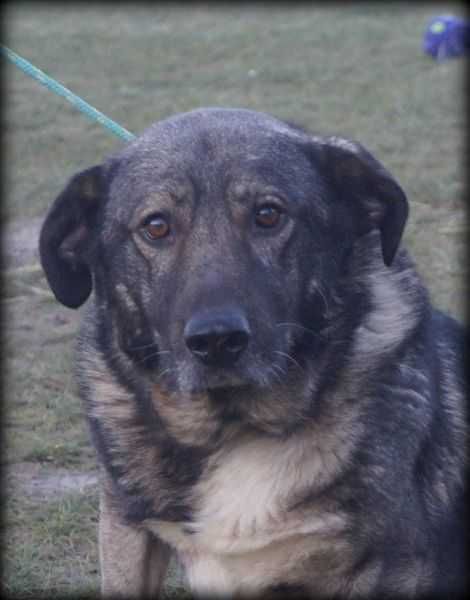 Misiek - kochany, duży psiak do adopcji :)