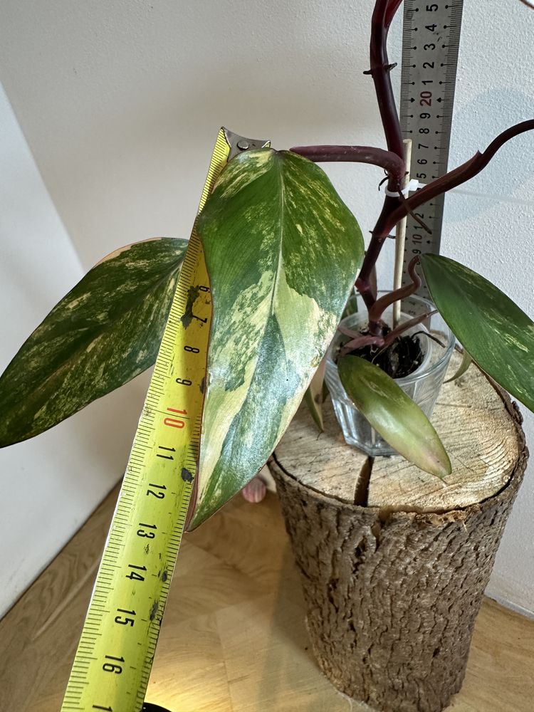 Філодендрон Philodendron Філодендрон Red Emerald var.