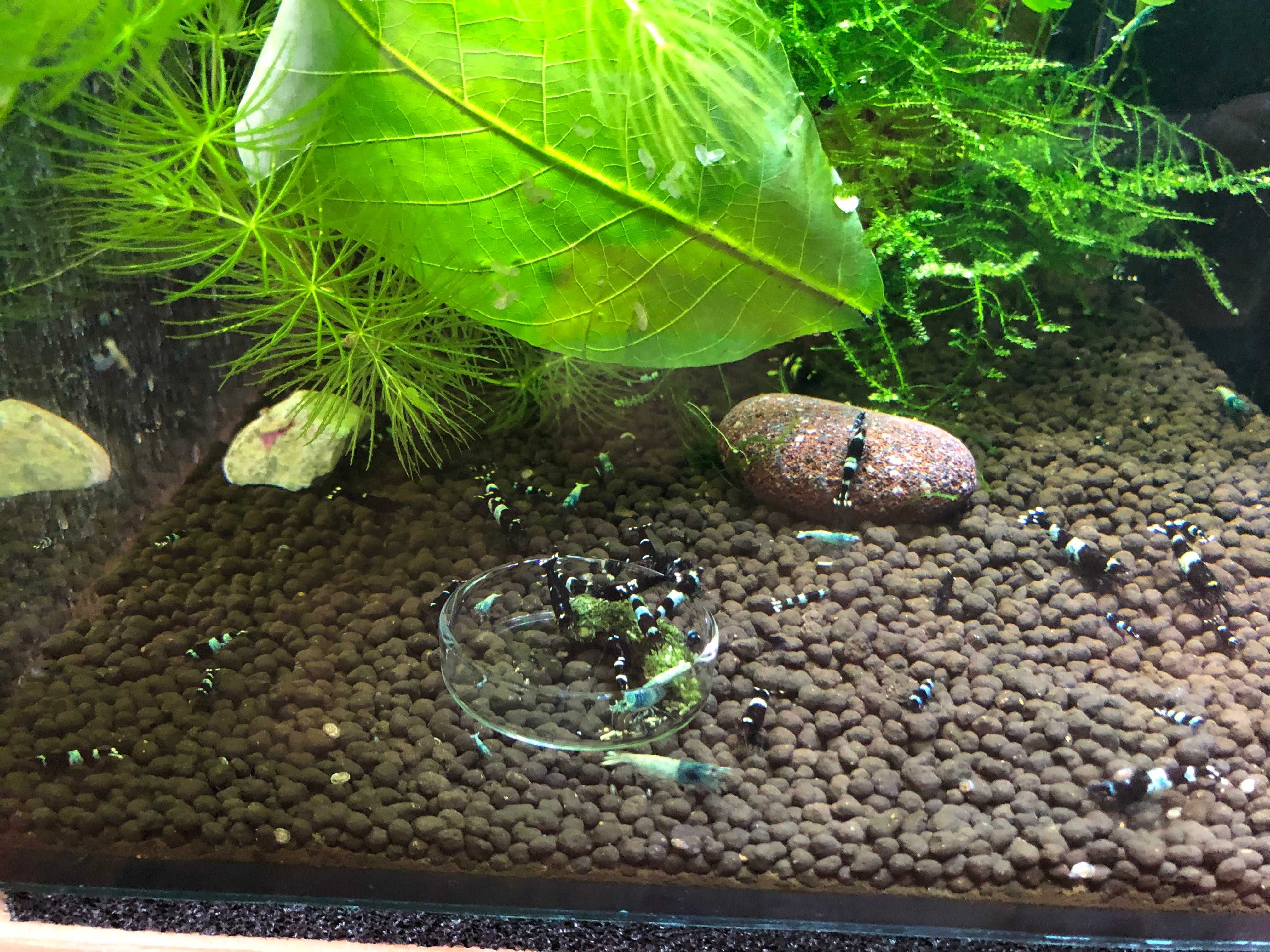 Stabilne krewetkarium