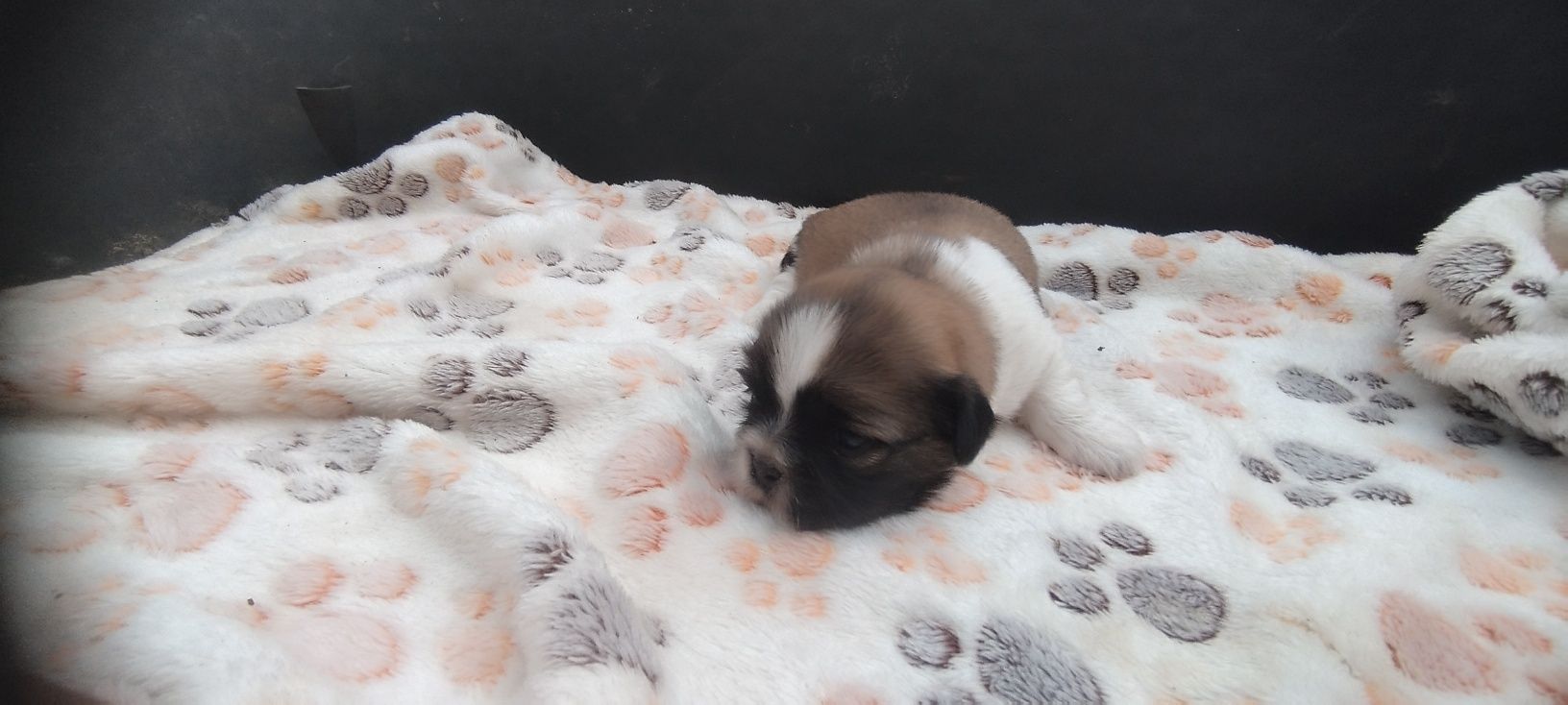 Piesek Shih Tzu do rezerwacji – tricolor