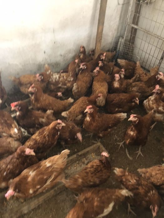 Курочки ломон браун