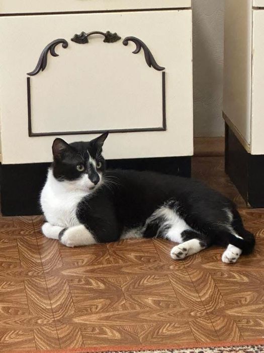 Віддам котика в добрі руки