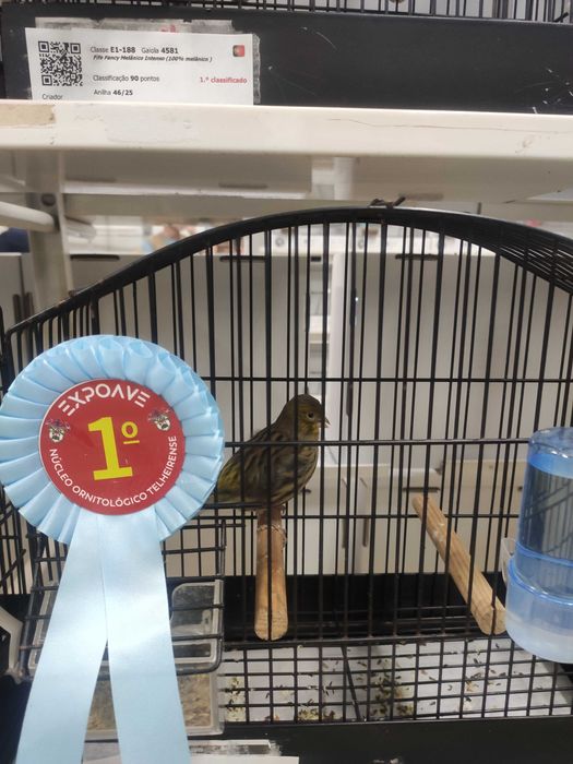 Canários várias raças