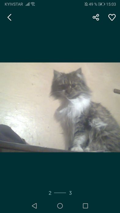 Пропала кошка звать Мурка.