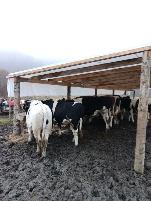 Бички різних порід