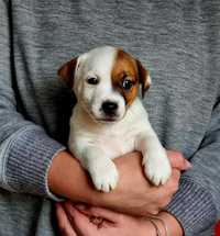 Suczka gładkowłosa Jack Russell Terrier ZKwP