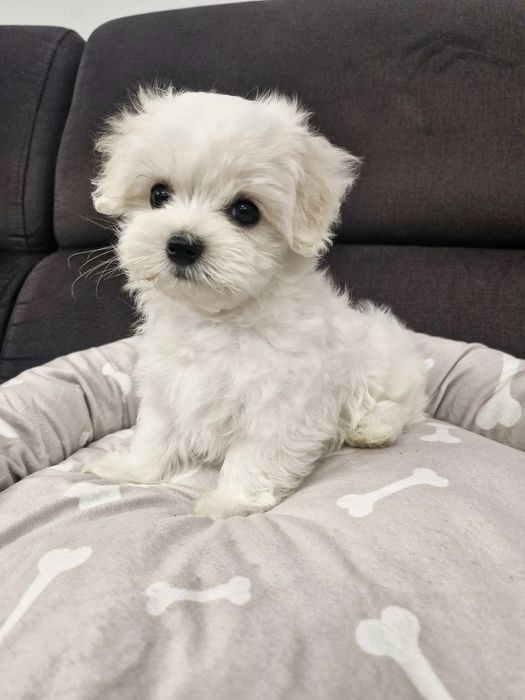 OSTATNI Śliczny szczeniaczek maltańczyk