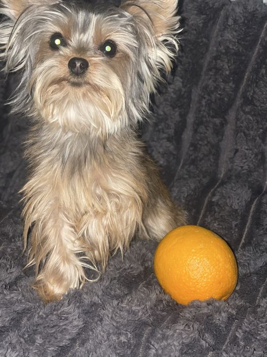 Дівчатка 9 місяців міні