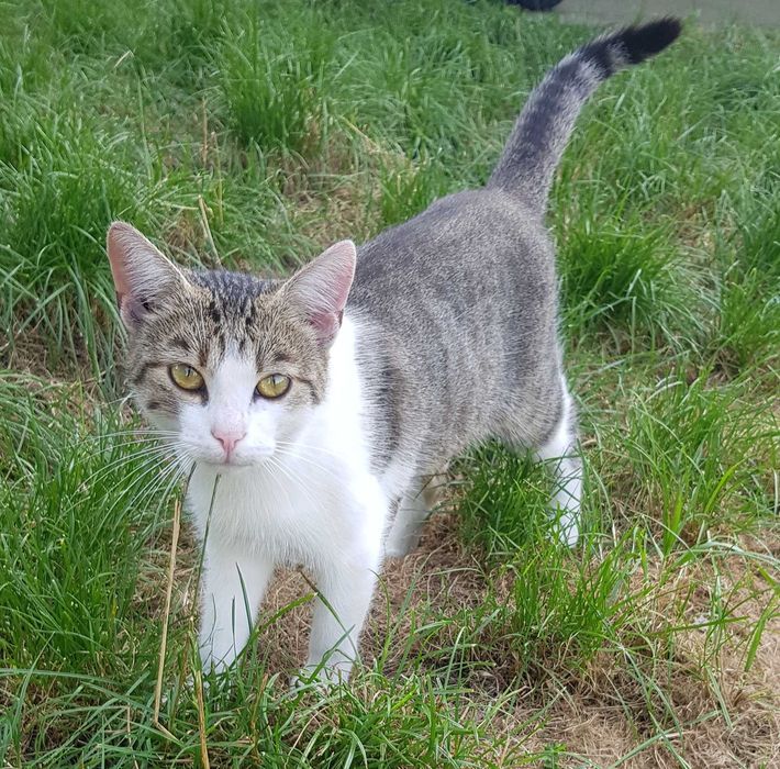 Miluś kocurek do adopcji