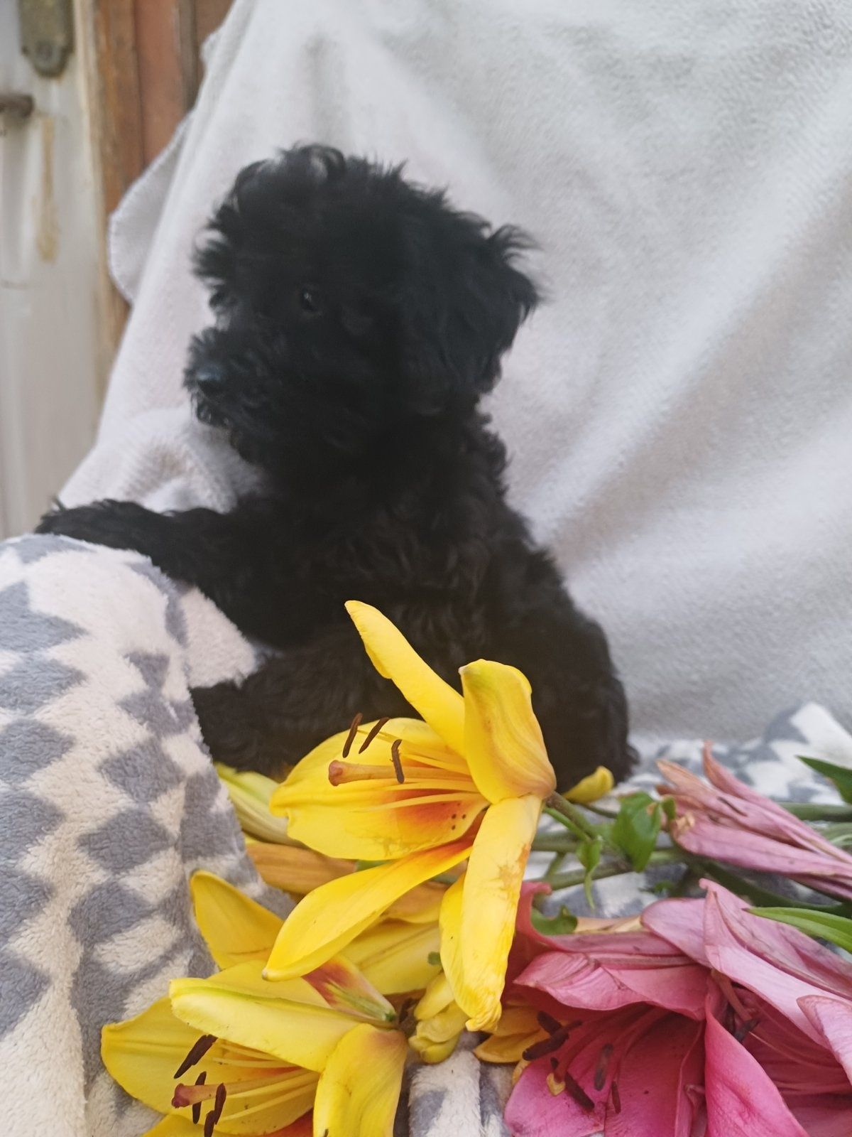 Класний хлопчик мальтіпу  Ф2
