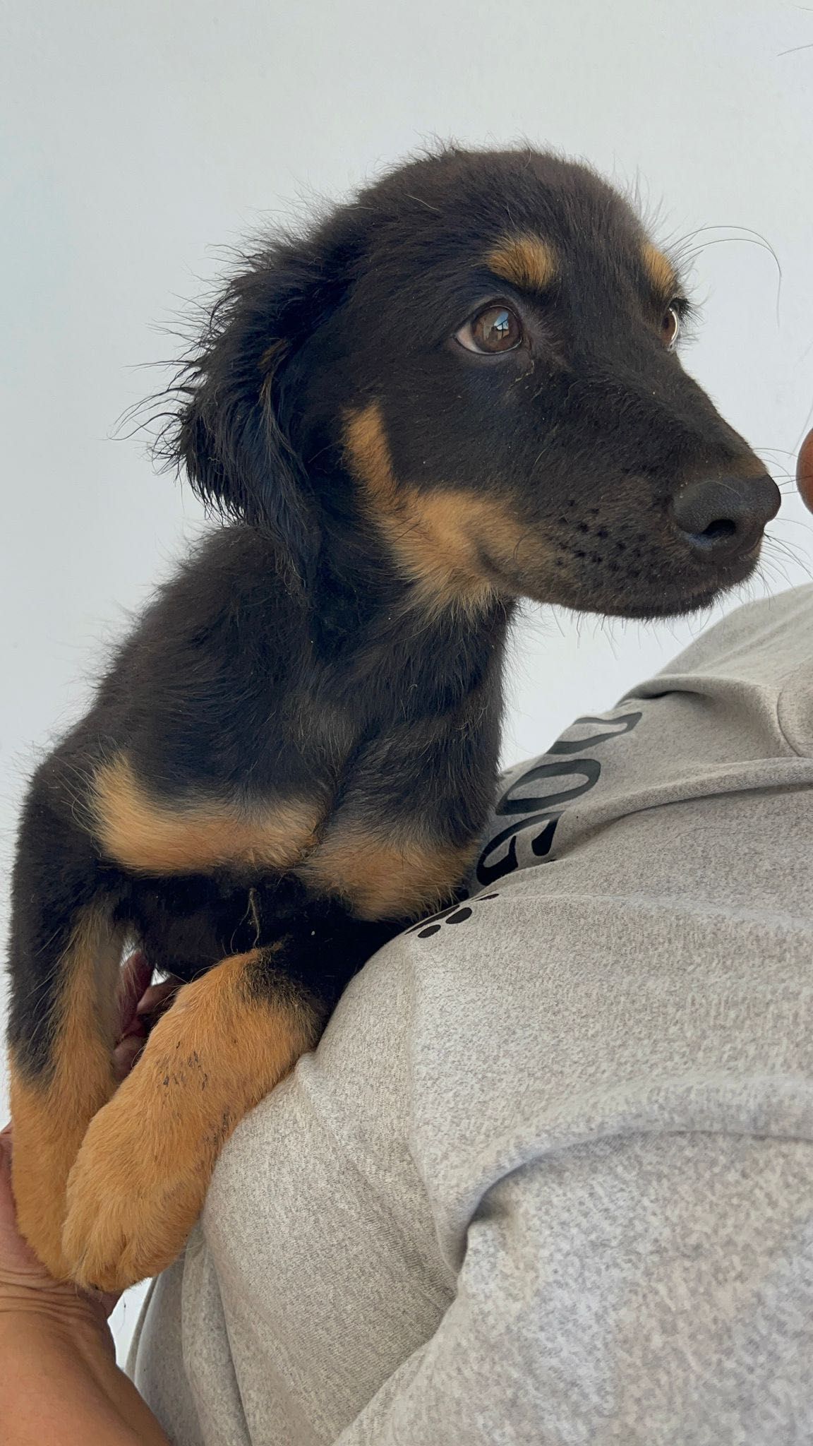 Cachorro para adoção RESPONSÁVEL