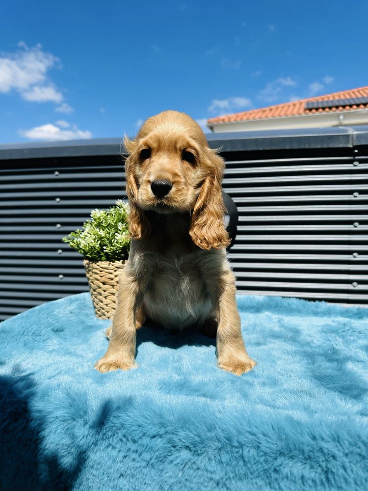 Cocker menino lindo