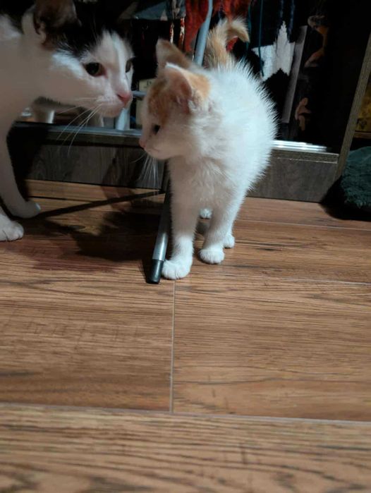 Nelly kocie maleństwo do adopcji