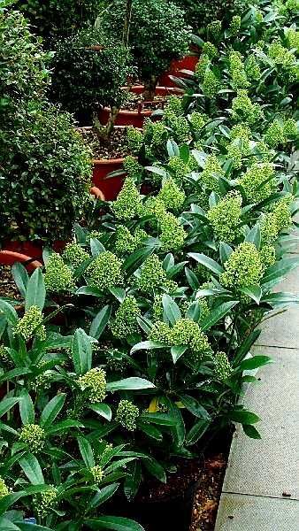 Skimia confusa "Kew Green" XL, wieczniezielona, pachnie jak konwalie!