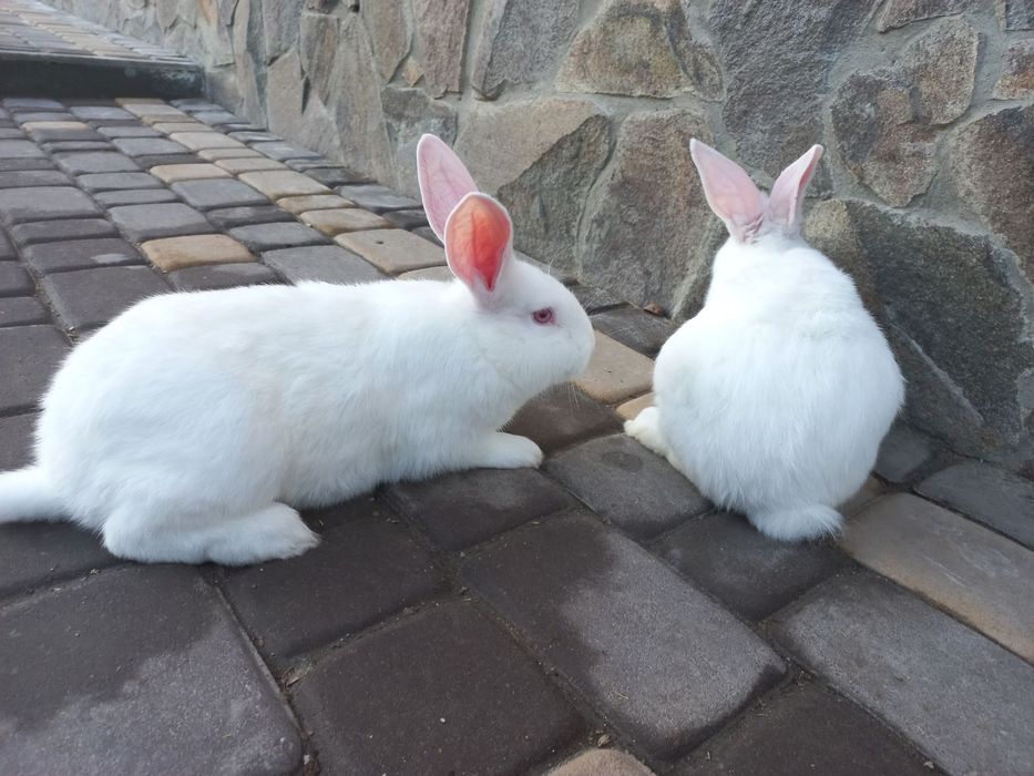 Кролики самці самички