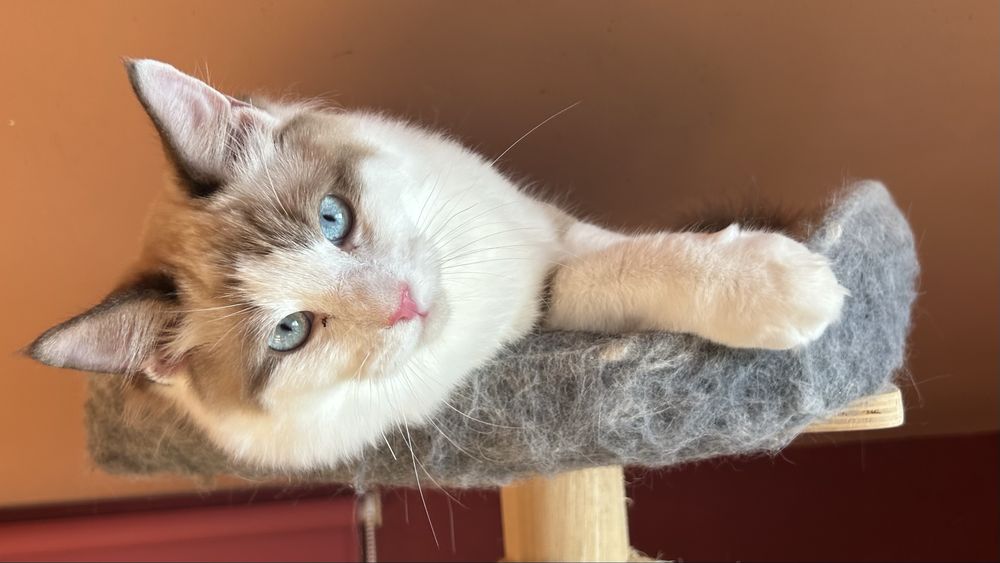 Szeryf  kocurek ragdoll seal bicolour