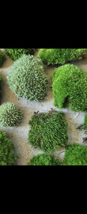 Mech hodowlany nie stabilizowany 3kg