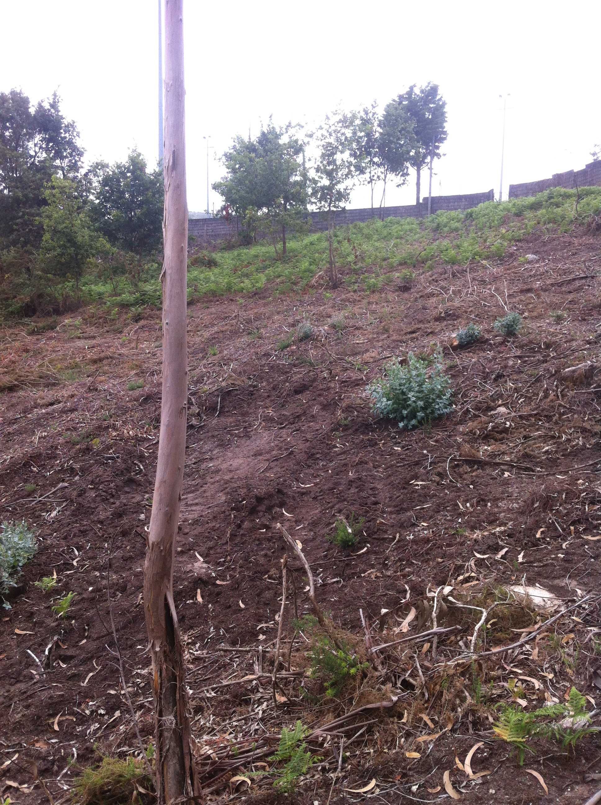 Terreno Urbano\florestal Covelas. Aceito propostas ou permuta