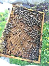 Pszczoły, Rodziny pszczele, odkłady pszczele- transport