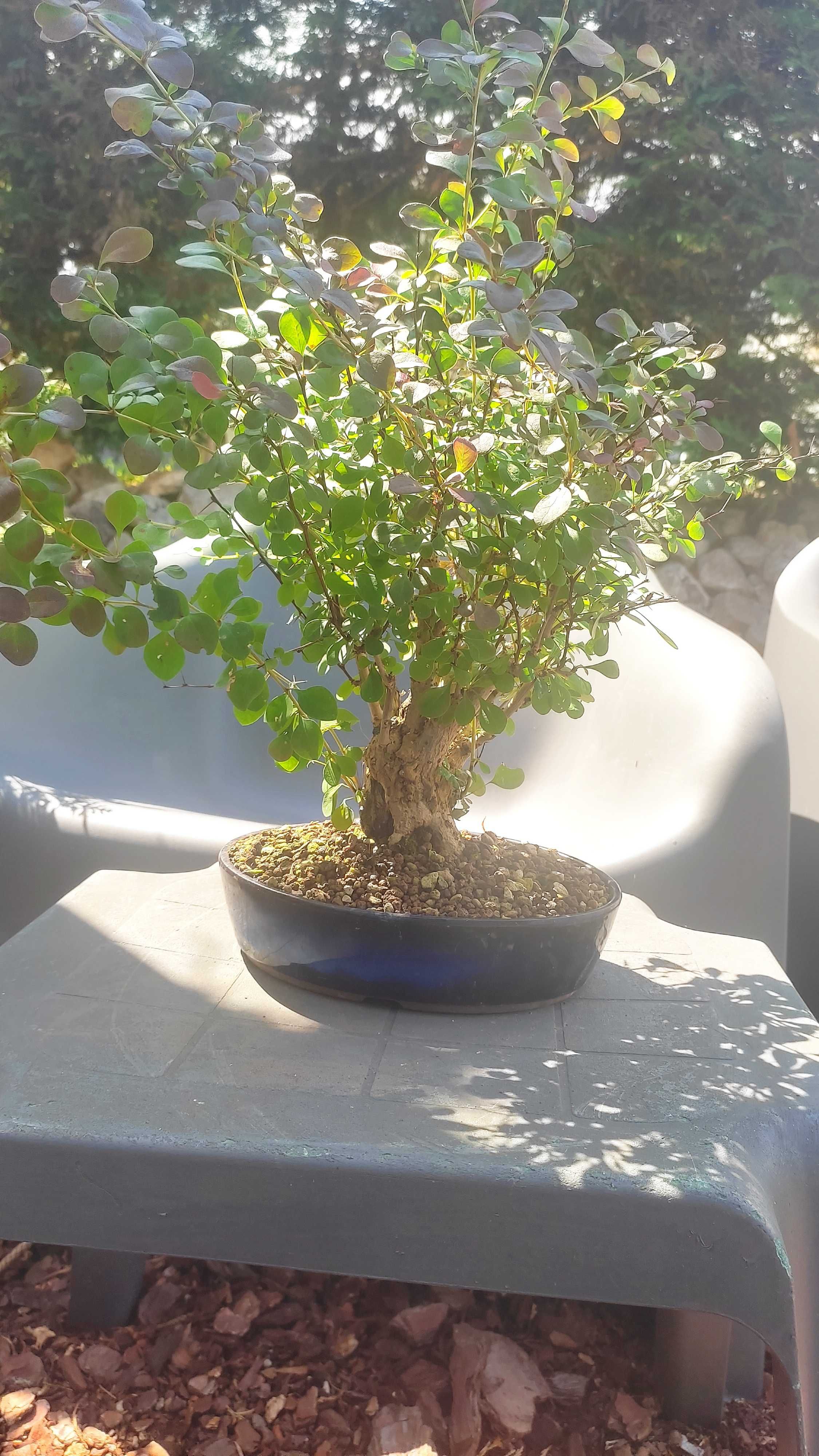 Bonsai Berberis Thunbergii