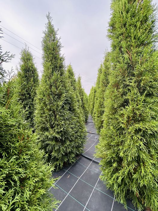 Туя смарагд, блю ероу, брабант оптом!