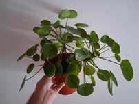 pilea pepemeroides