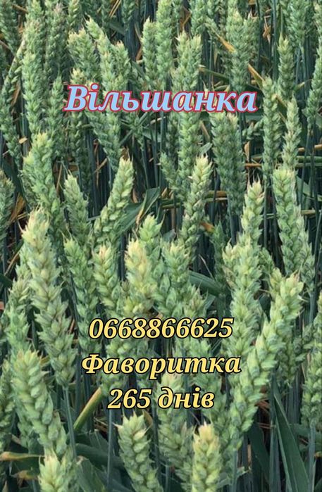 Насіння озимої пшениці Фаворитка