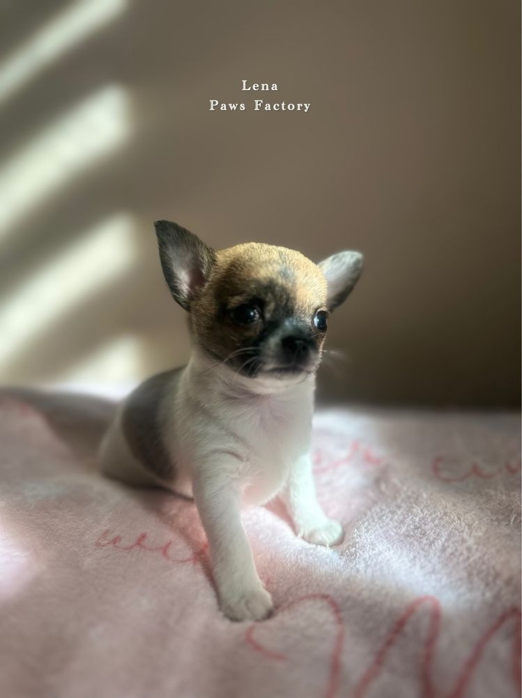Unikatowa malutka chihuahua biała z pręgami