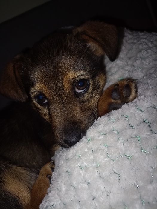 Oddam pieska za darmo