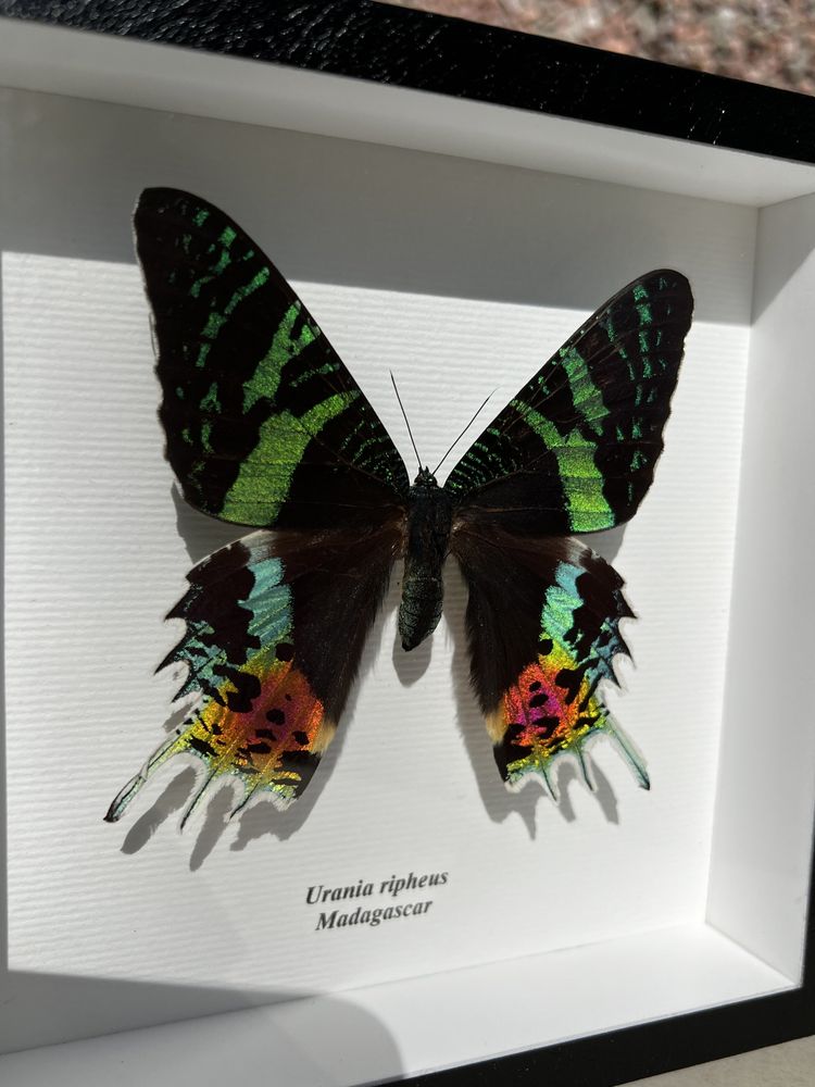Сувениры из тропических бабочек Urania ripheus Мадагаскар