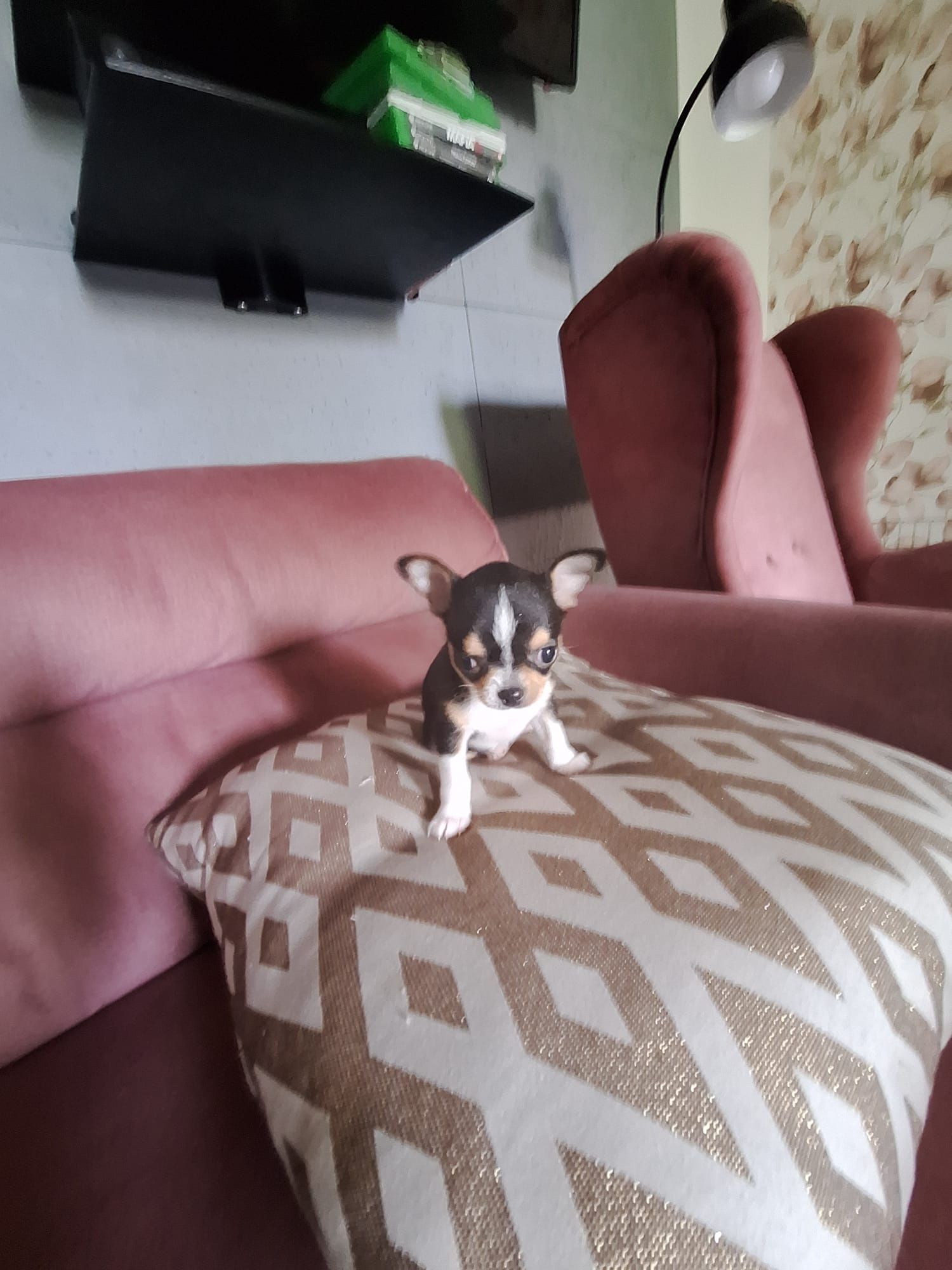 Chihuahua mini suczka