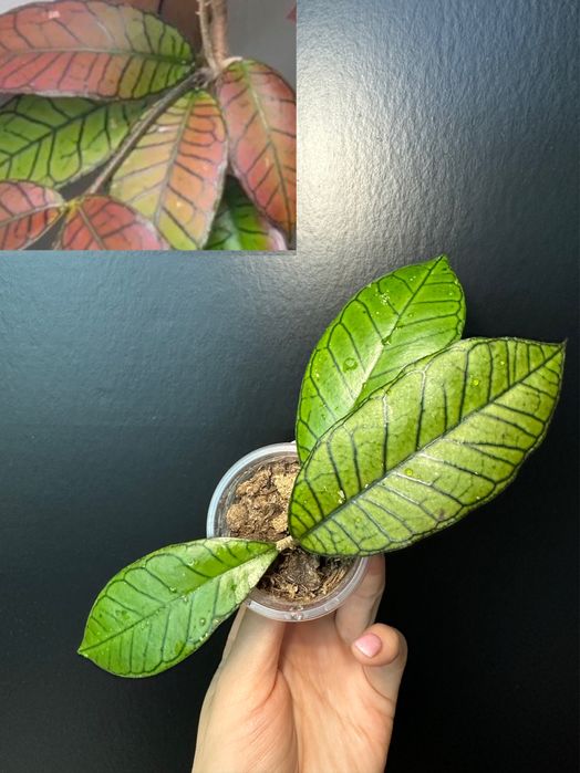 Хойя: Carr (ns 13-064), дісхідія Хірсута, Gunung gading, Мільйон сер.