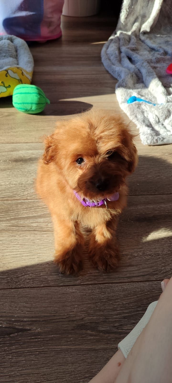 Cavapoo f1b szczeniak suczka