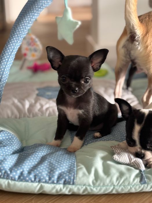 Piękna dziewczynka  czarna chihuahua
