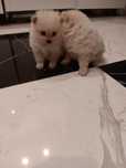 Szpic miniaturowy pomeranian piesek
