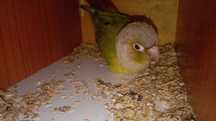 Vendo pyrrhura femia
