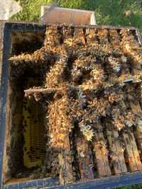 Odklady pszczele 6 RAMKOWE Mielec